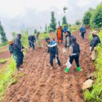 Gicumbi: Hegitari 50 zigiye guhingwaho igihingwa cy’ingano mu buryo bugezweho